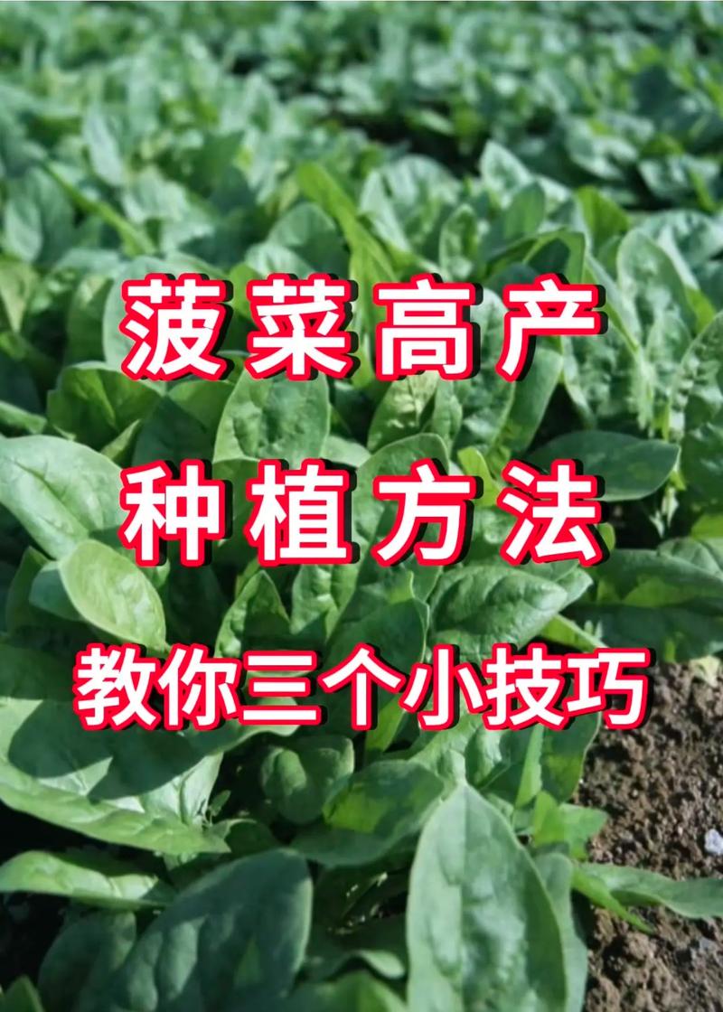 批发蔬菜怎么入门_蔬菜怎么种植方法 批发蔬菜怎么入门_蔬菜怎么种植方法 花朵知识