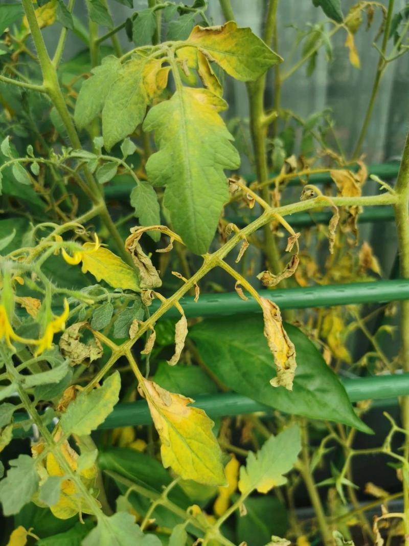 西红柿黄叶枯萎怎么办_枯萎的番茄怎么种植视频 西红柿黄叶枯萎怎么办_枯萎的番茄怎么种植视频 番茄病虫害防治