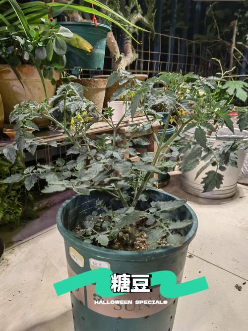 如何给西红柿种子包衣_种植番茄怎么施饼肥呢 如何给西红柿种子包衣_种植番茄怎么施饼肥呢 番茄病虫害防治