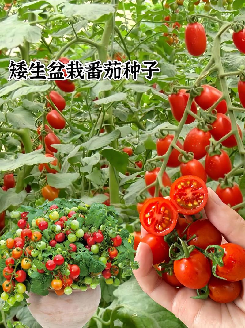盆栽小番茄种子怎么种_光合菌种番茄怎么种植视频 盆栽小番茄种子怎么种_光合菌种番茄怎么种植视频 番茄种植技巧