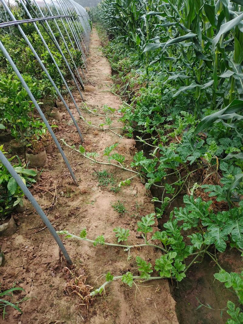 怎样进行番茄与甘蓝类蔬菜的间作_番茄套种包菜怎么种植视频 怎样进行番茄与甘蓝类蔬菜的间作_番茄套种包菜怎么种植视频 农业常识