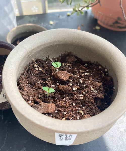 家庭院子阳台种菜如何追肥长得快_黄瓜罗勒种植番茄怎么种植 家庭院子阳台种菜如何追肥长得快_黄瓜罗勒种植番茄怎么种植 土壤施肥
