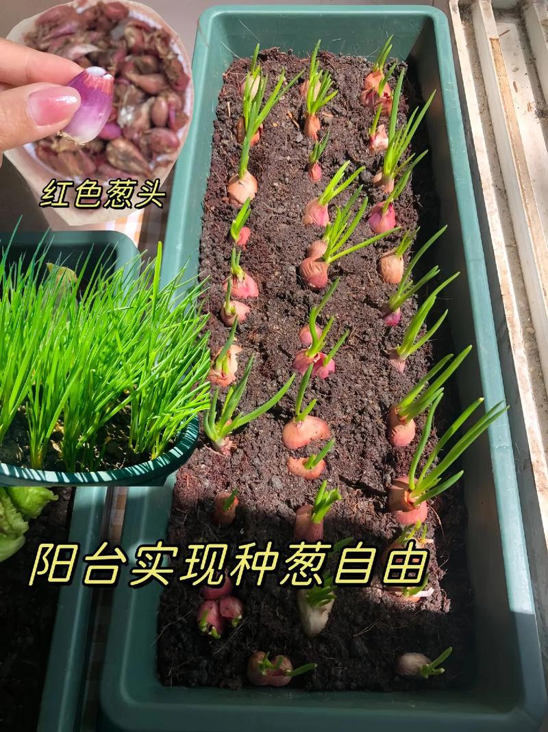 东北栽红葱方法_东北地区小蔬菜种植技巧和方法 东北栽红葱方法_东北地区小蔬菜种植技巧和方法 植物种类