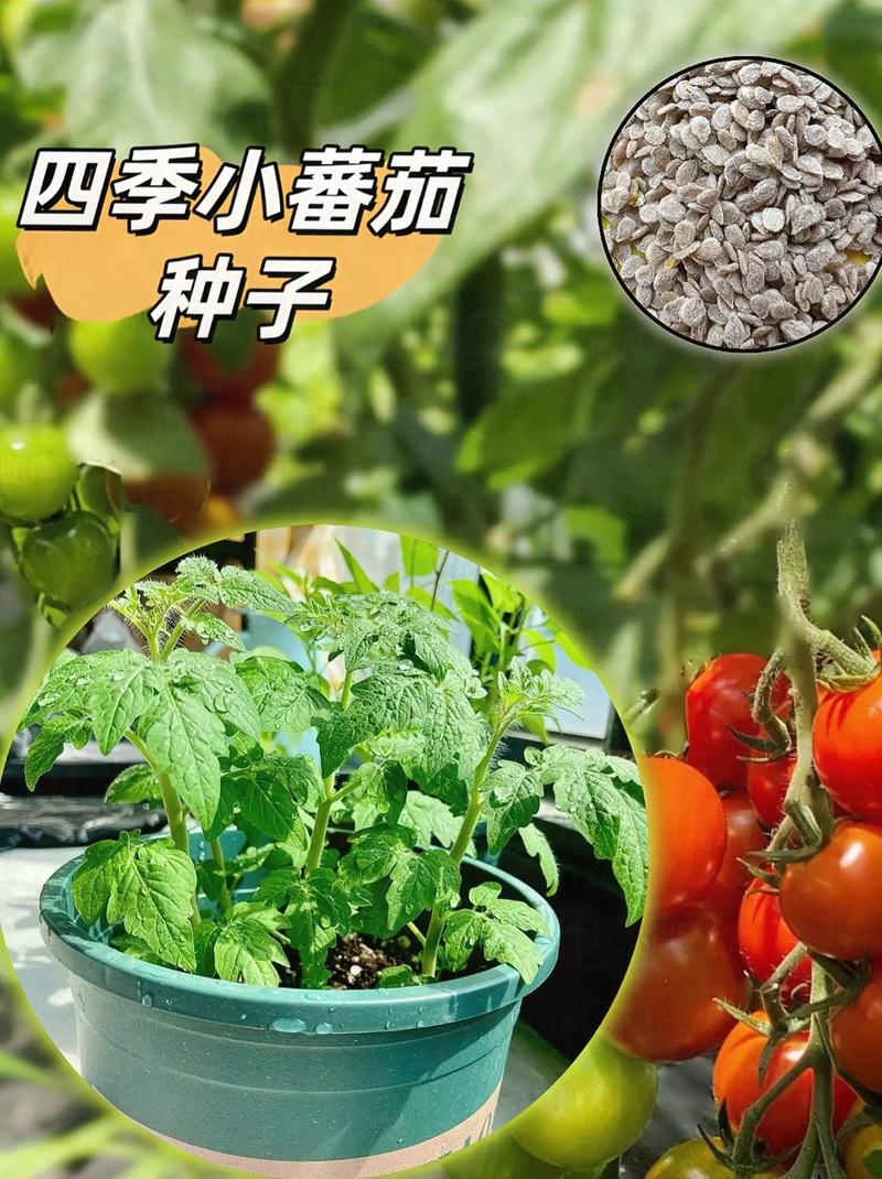 矮番茄怎么种植_家庭种植矮番茄怎么种植 矮番茄怎么种植_家庭种植矮番茄怎么种植 番茄病虫害防治