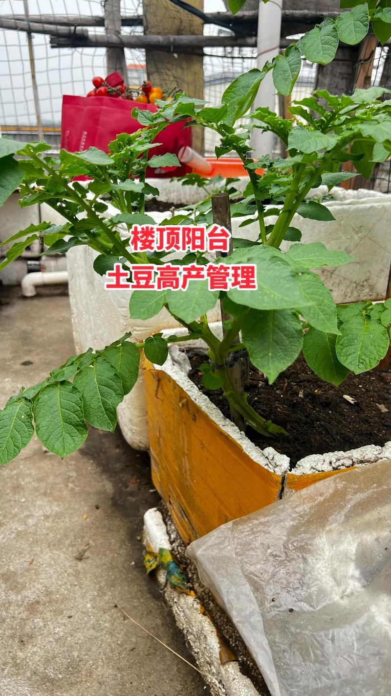 楼顶种的菜怎么发朋友圈_房顶蔬菜种植小技巧视频讲解 楼顶种的菜怎么发朋友圈_房顶蔬菜种植小技巧视频讲解 农业常识
