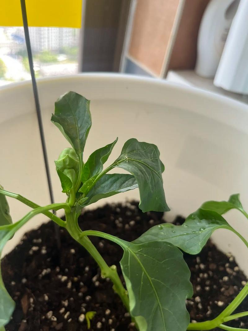 油桶种西红柿的做法_空油桶怎么种植番茄种子 油桶种西红柿的做法_空油桶怎么种植番茄种子 番茄种植技巧