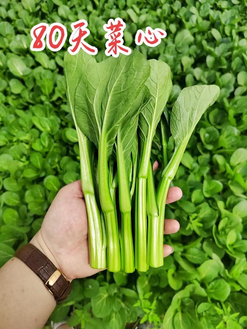 广东反季节菜心种植技术_广东蔬菜种植技巧和方法 广东反季节菜心种植技术_广东蔬菜种植技巧和方法 种植技巧