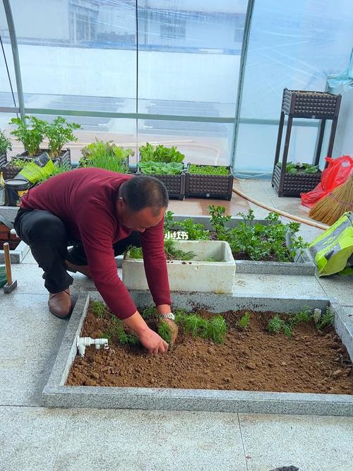 屋顶种菜用什么方法最好_屋顶蔬菜种植技巧和方法视频 屋顶种菜用什么方法最好_屋顶蔬菜种植技巧和方法视频 番茄病虫害防治