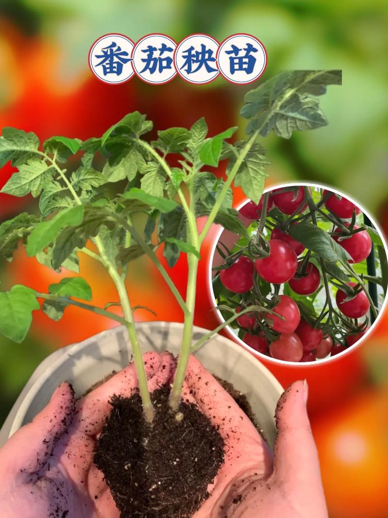 大棚西红柿秧苗被煤烟熏了怎么办_怎么种植番茄秧苗视频教程 大棚西红柿秧苗被煤烟熏了怎么办_怎么种植番茄秧苗视频教程 农业常识