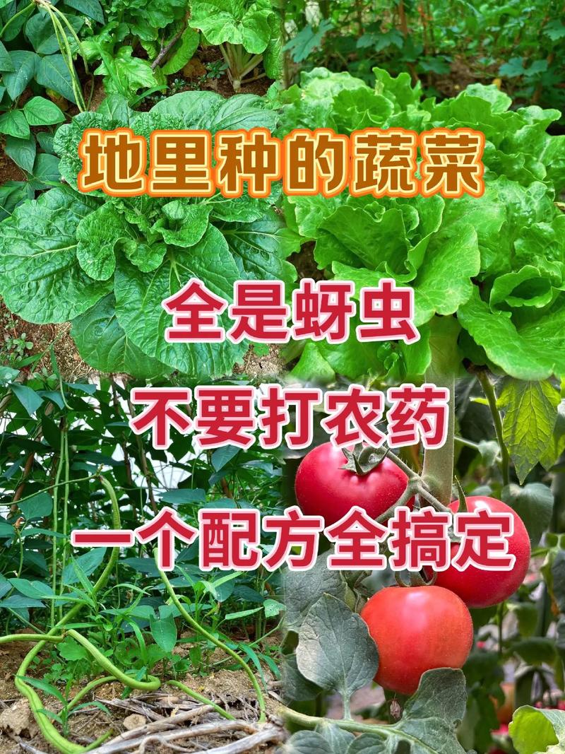 蔬菜种植防虫最佳方法_农业种植蔬菜种植小技巧有哪些 蔬菜种植防虫最佳方法_农业种植蔬菜种植小技巧有哪些 农业常识