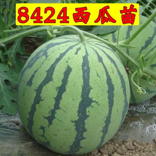 种西瓜的地第二年能种西红柿吗_西瓜番茄怎么种植方法 种西瓜的地第二年能种西红柿吗_西瓜番茄怎么种植方法 农业常识