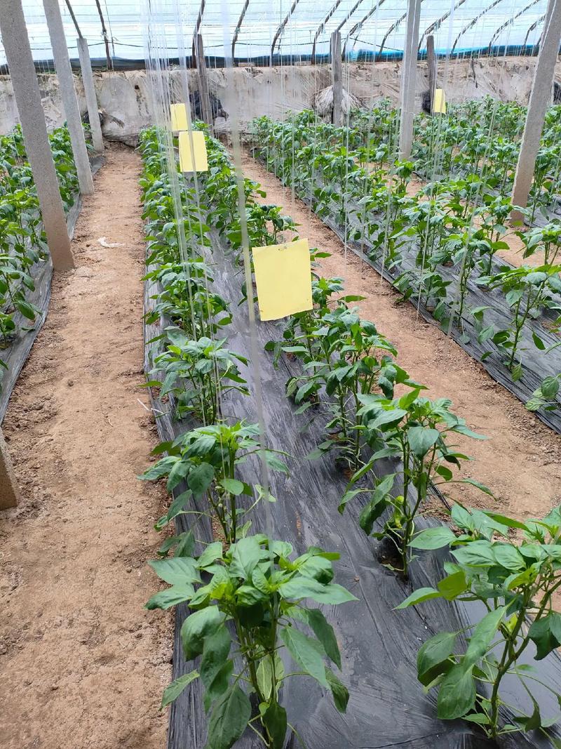 春季大棚怎样才能种好辣椒_春季大棚蔬菜种植技巧视频 春季大棚怎样才能种好辣椒_春季大棚蔬菜种植技巧视频 种植技巧