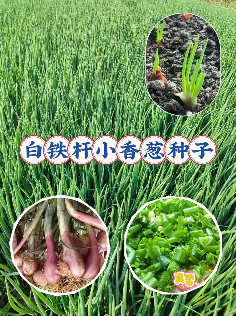 农村大面积小香葱的种植技术有哪些_常见蔬菜种植小技巧视频教程 农村大面积小香葱的种植技术有哪些_常见蔬菜种植小技巧视频教程 植物种类