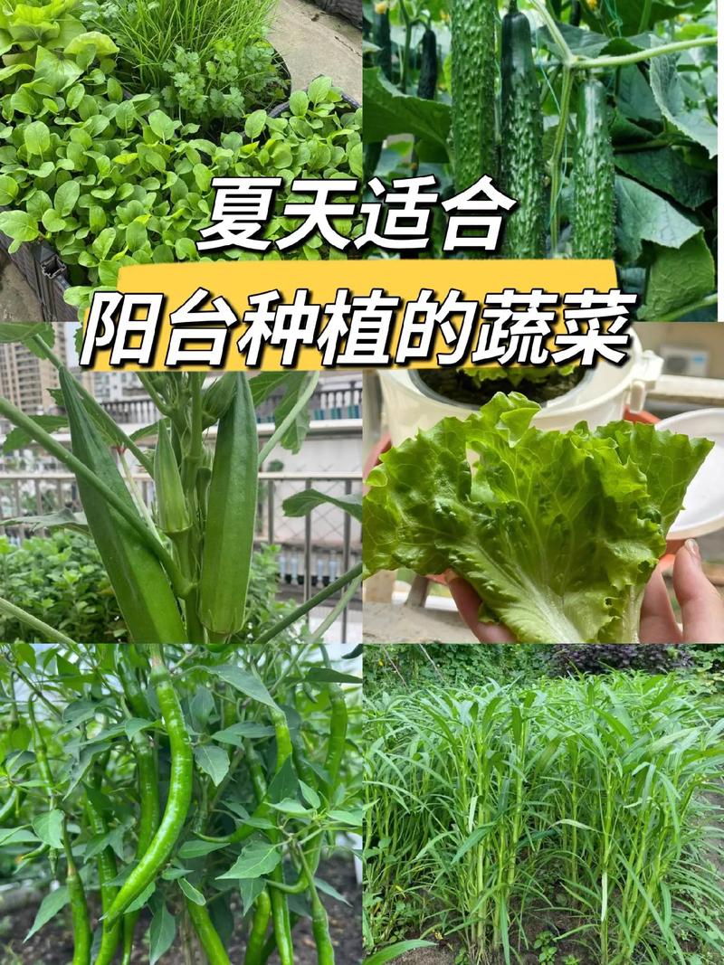 如何在阳台上种植蔬菜？哪些蔬菜适合在阳台上种植_蔬菜阳台种植方法 如何在阳台上种植蔬菜？哪些蔬菜适合在阳台上种植_蔬菜阳台种植方法 植物种类