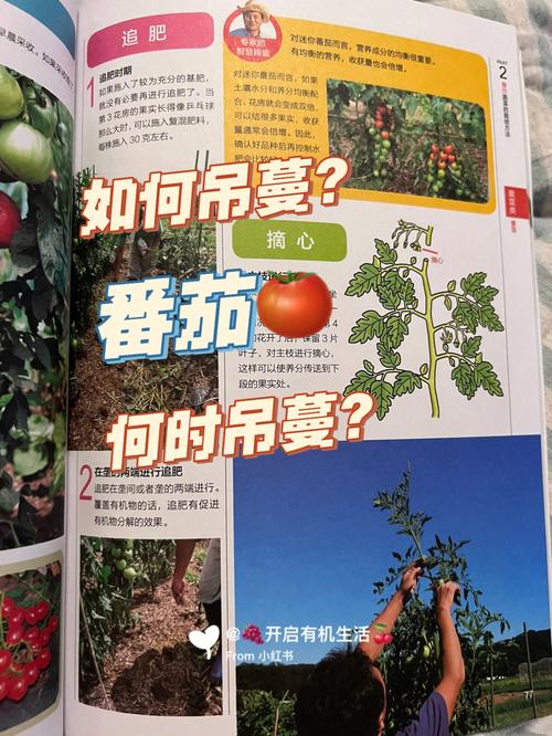 西红柿吊蔓铁丝网怎么弄的_番茄吊秧怎么种植视频 西红柿吊蔓铁丝网怎么弄的_番茄吊秧怎么种植视频 种植技巧