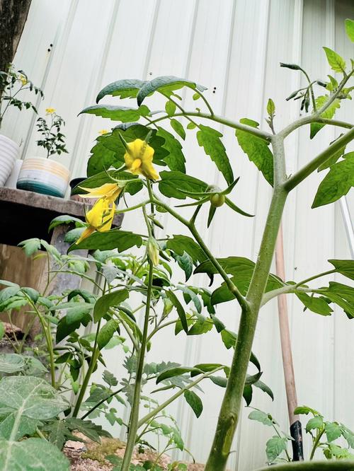 番茄怎样坐果多_番茄怎么种植接果多一点 番茄怎样坐果多_番茄怎么种植接果多一点 花朵知识