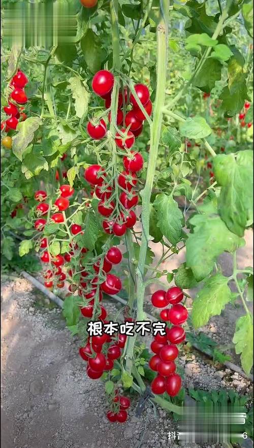 瀑布番茄种植方法全过程_网上番茄苗怎么种植的 瀑布番茄种植方法全过程_网上番茄苗怎么种植的 种植技巧