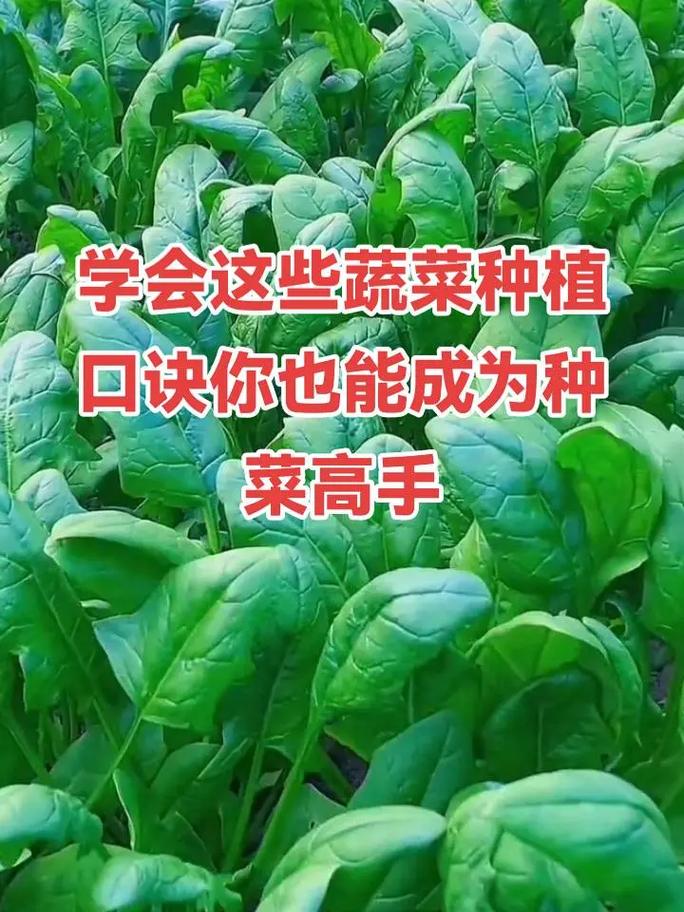 蔬菜种植爆款文案_蔬菜种植小技巧文案短句图片 蔬菜种植爆款文案_蔬菜种植小技巧文案短句图片 番茄病虫害防治