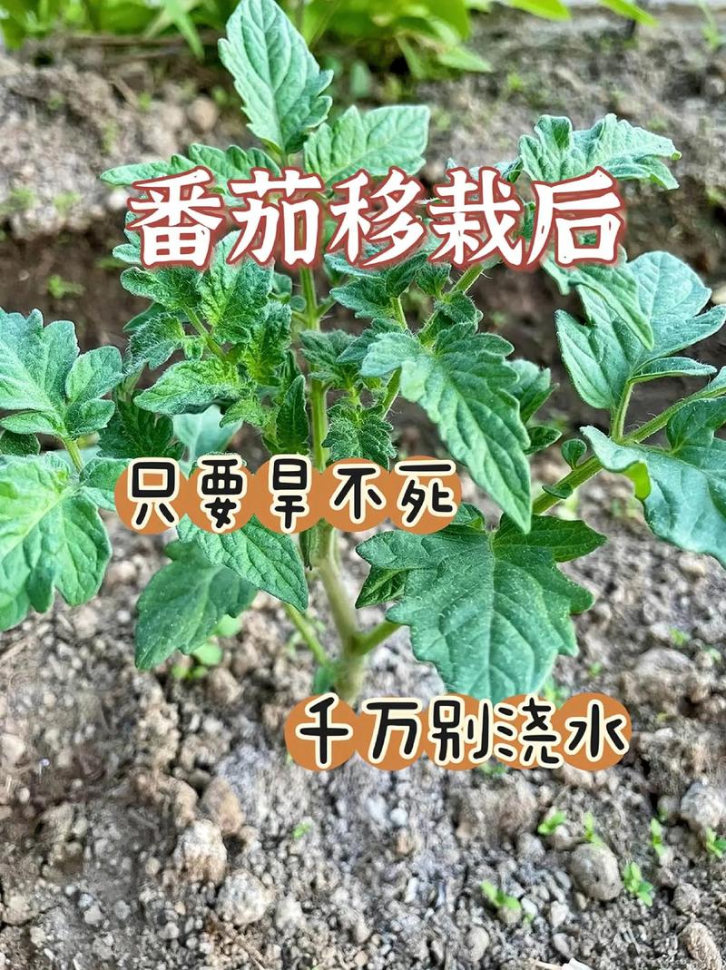 冷棚番茄四穗果刚坐住,浇什么肥好_院子种植番茄肥料怎么配比 土壤施肥 冷棚番茄四穗果刚坐住,浇什么肥好_院子种植番茄肥料怎么配比 冷棚番茄四穗果刚坐住,浇什么肥好_院子种植番茄肥料怎么配比 土壤施肥
