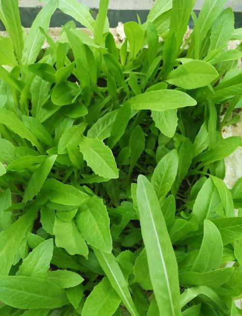 北京冬天露地能种什么菜_秋冬蔬菜种植技巧和方法 北京冬天露地能种什么菜_秋冬蔬菜种植技巧和方法 番茄病虫害防治
