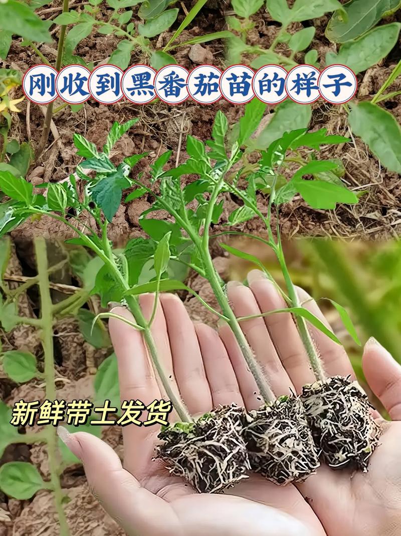 怎么种植黑番茄，黑番茄大概要几个月才能成熟，冬天怎么种植_黑番茄盆栽怎么种植视频 怎么种植黑番茄，黑番茄大概要几个月才能成熟，冬天怎么种植_黑番茄盆栽怎么种植视频 植物种类