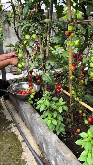 瀑布小番茄种植方法_怎么种植瀑布番茄视频教程 瀑布小番茄种植方法_怎么种植瀑布番茄视频教程 植物种类
