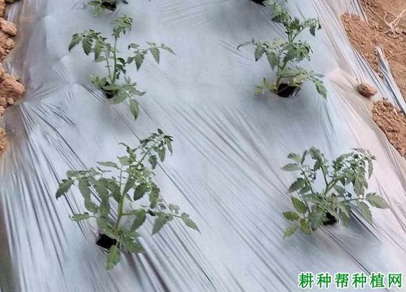 西红柿怎样施底肥？如果用有机肥应该用多少_番茄种植前怎么施肥最好 西红柿怎样施底肥？如果用有机肥应该用多少_番茄种植前怎么施肥最好 花朵知识