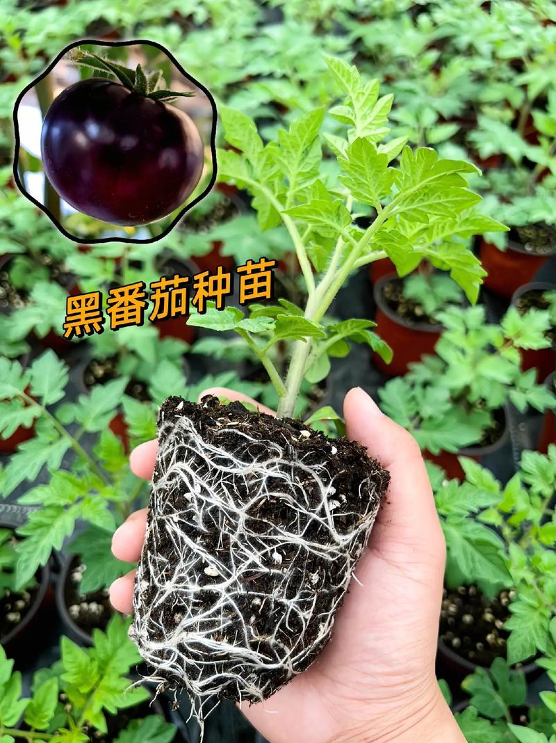 黑番茄的种植方法_种植黑番茄利润怎样 黑番茄的种植方法_种植黑番茄利润怎样 植物种类