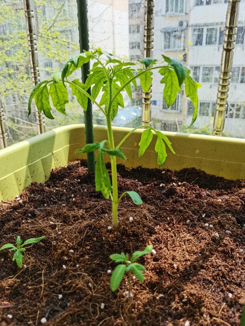 楼顶种西红柿要多厚土是大忌_木屑种植番茄怎么种的呢 楼顶种西红柿要多厚土是大忌_木屑种植番茄怎么种的呢 植物种类