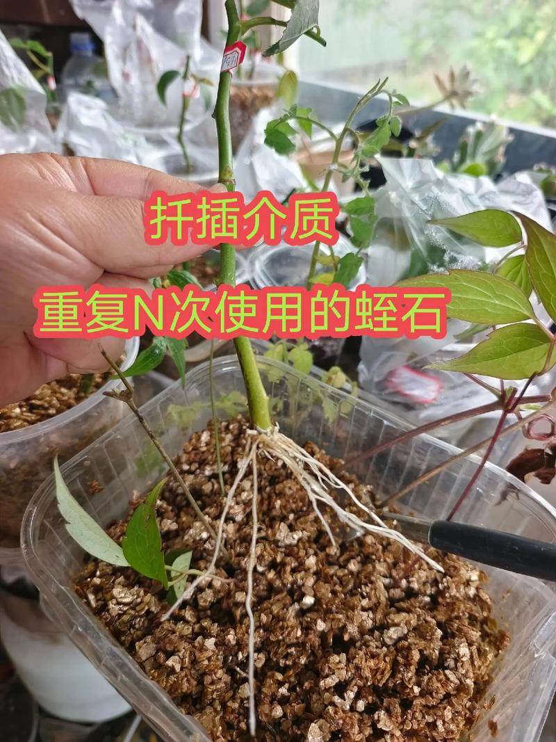 月季花生根如何载培_嫁接番茄苗怎么种植视频教程 月季花生根如何载培_嫁接番茄苗怎么种植视频教程 种植技巧