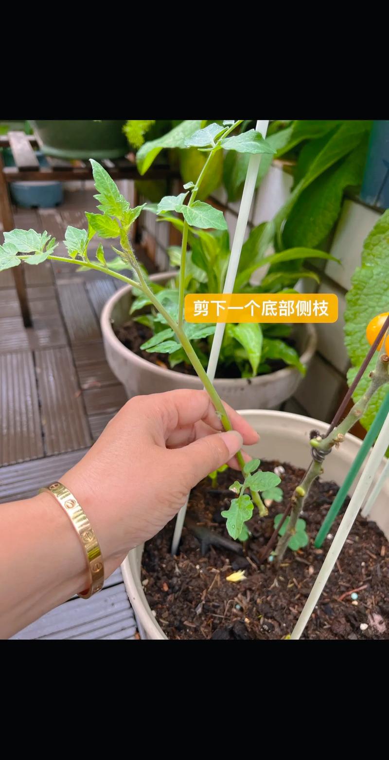 十种蔬菜扦插方法_蔬菜种植扦插技巧和方法视频 十种蔬菜扦插方法_蔬菜种植扦插技巧和方法视频 花朵知识