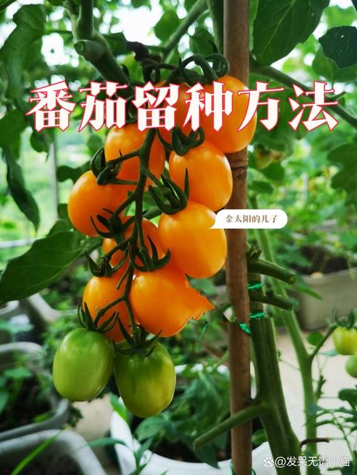 小番茄种子的种植方法_买的番茄种籽怎么种植的 小番茄种子的种植方法_买的番茄种籽怎么种植的 农业常识
