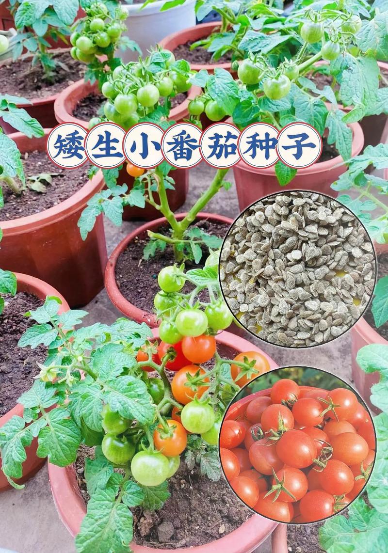 番茄种子的种植方法_番茄仔怎么种植图片大全视频 番茄种子的种植方法_番茄仔怎么种植图片大全视频 植物种类