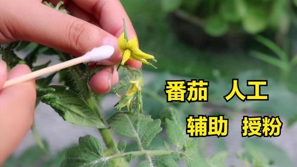 番茄何时人工授粉_菠萝番茄怎么种植的视频 番茄何时人工授粉_菠萝番茄怎么种植的视频 植物种类