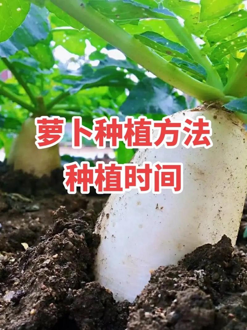 萝卜如何种植，简单种植萝卜的技巧_生存小技巧蔬菜种植视频 萝卜如何种植，简单种植萝卜的技巧_生存小技巧蔬菜种植视频 植物种类