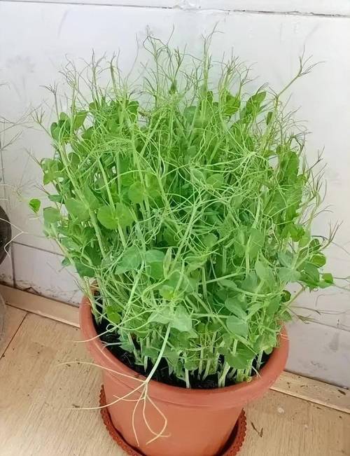冬菜是什么菜？怎么做_香松盆栽蔬菜种植小技巧视频 冬菜是什么菜？怎么做_香松盆栽蔬菜种植小技巧视频 农业常识