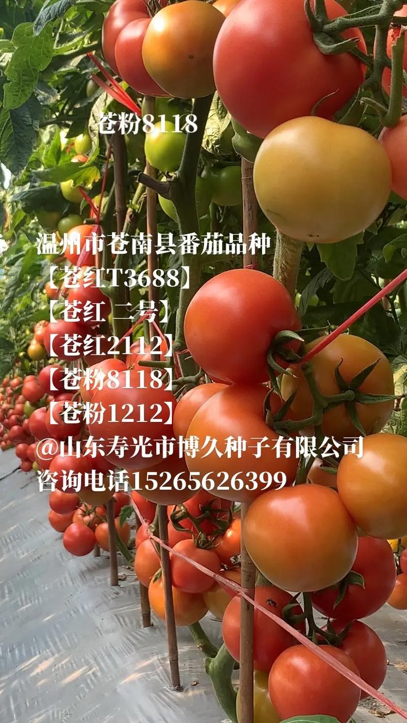 番茄小说推广视频内容怎么做_水果番茄怎么种植视频教程 番茄小说推广视频内容怎么做_水果番茄怎么种植视频教程 农业常识