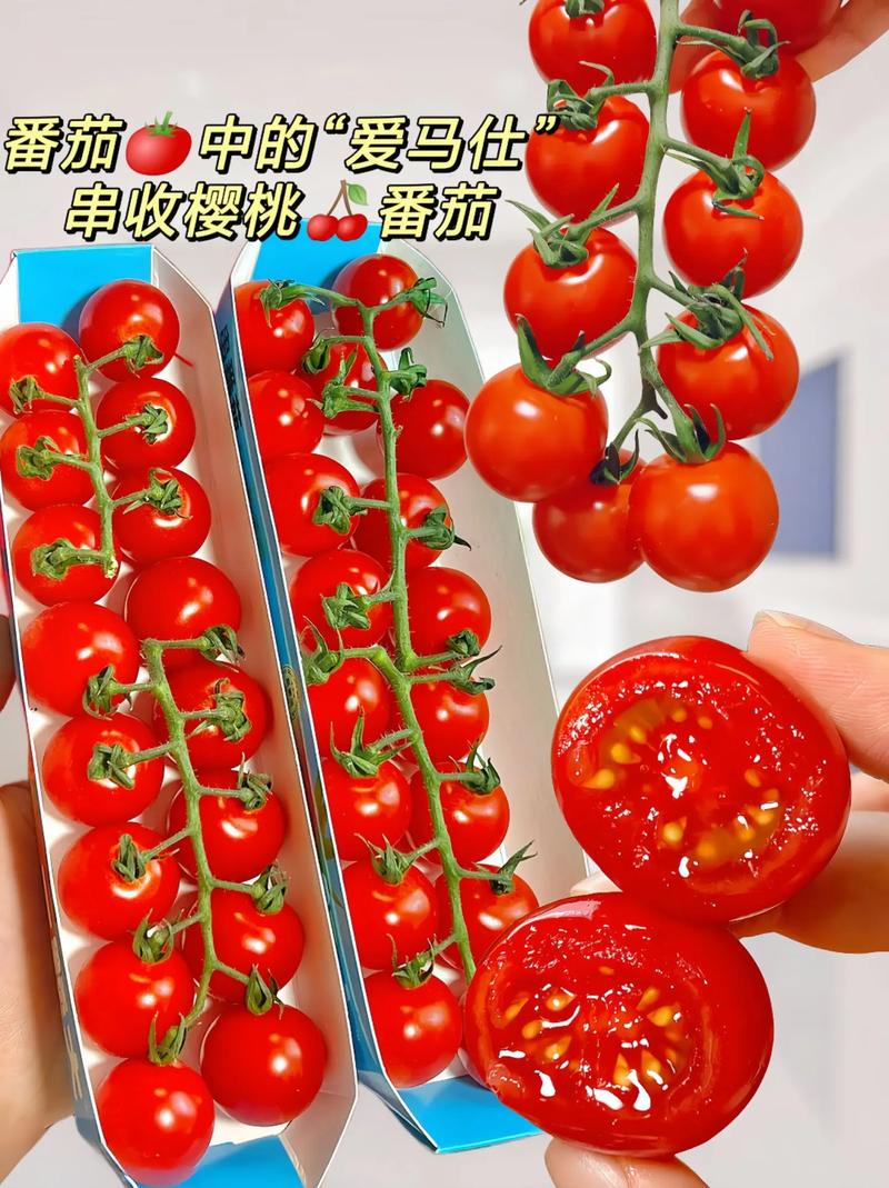 贵妃樱桃番茄怎么种子种植_樱桃小番茄种子怎么种植视频 贵妃樱桃番茄怎么种子种植_樱桃小番茄种子怎么种植视频 土壤施肥