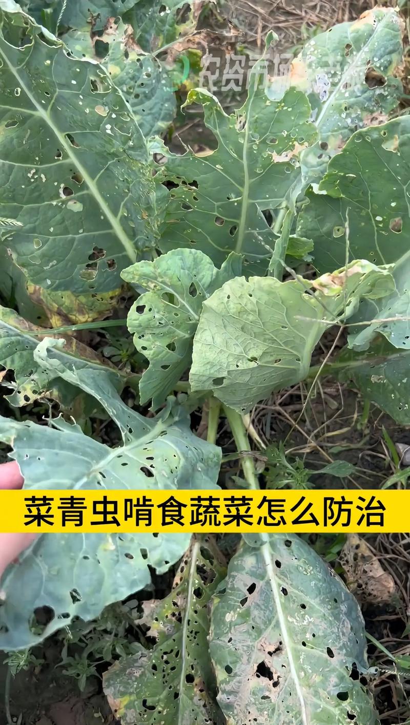 种植蔬菜,怎么防止蚜虫和菜青虫_蔬菜种植技巧原理图解 番茄种植技巧 种植蔬菜,怎么防止蚜虫和菜青虫_蔬菜种植技巧原理图解 种植蔬菜,怎么防止蚜虫和菜青虫_蔬菜种植技巧原理图解 番茄种植技巧