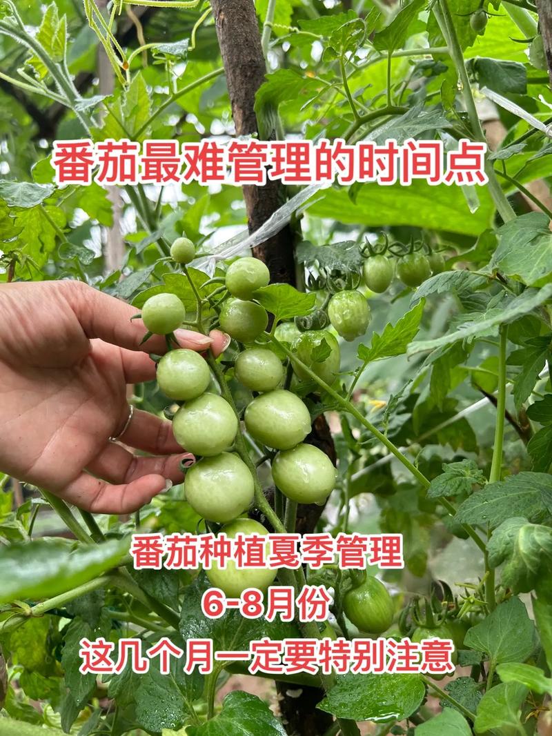 西红柿怎么种植和管理_番茄种植地里怎么管理好 西红柿怎么种植和管理_番茄种植地里怎么管理好 土壤施肥