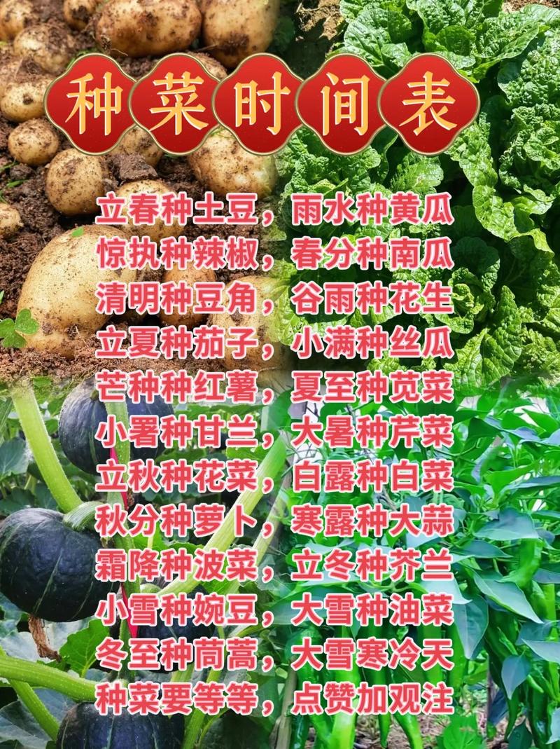 小院如何种菜_春天蔬菜种植小技巧简单视频 小院如何种菜_春天蔬菜种植小技巧简单视频 番茄种植技巧