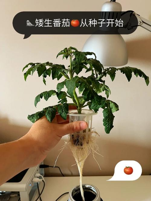 11月有番茄卖吗_陶粒水培番茄怎么种植的 11月有番茄卖吗_陶粒水培番茄怎么种植的 花朵知识