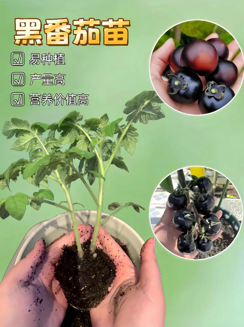 西红柿苗很小就开花用拔掉重栽吗_种植番茄长苗了怎么办呢 西红柿苗很小就开花用拔掉重栽吗_种植番茄长苗了怎么办呢 植物种类