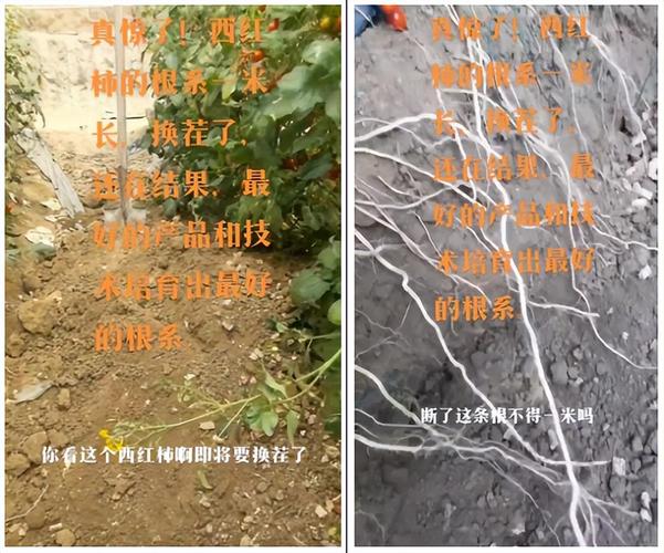 番茄根系生长的必备四个条件_种植番茄需要的条件 番茄根系生长的必备四个条件_种植番茄需要的条件 番茄病虫害防治