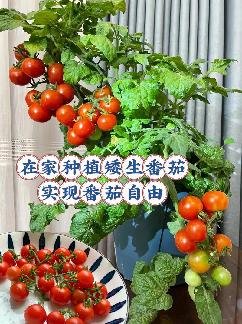 怎样让西红柿红的快_番茄怎么高温加热种植好呢 怎样让西红柿红的快_番茄怎么高温加热种植好呢 番茄种植技巧