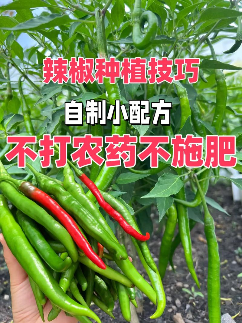 白醋浇菜兑水比例是多少_蔬菜种植用白醋的小技巧有哪些 白醋浇菜兑水比例是多少_蔬菜种植用白醋的小技巧有哪些 花朵知识