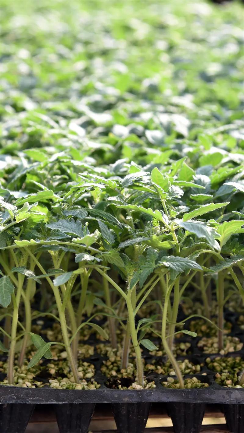 花生柿子番茄能种花盆里吗_黑柿子番茄苗怎么种植视频 花生柿子番茄能种花盆里吗_黑柿子番茄苗怎么种植视频 植物种类