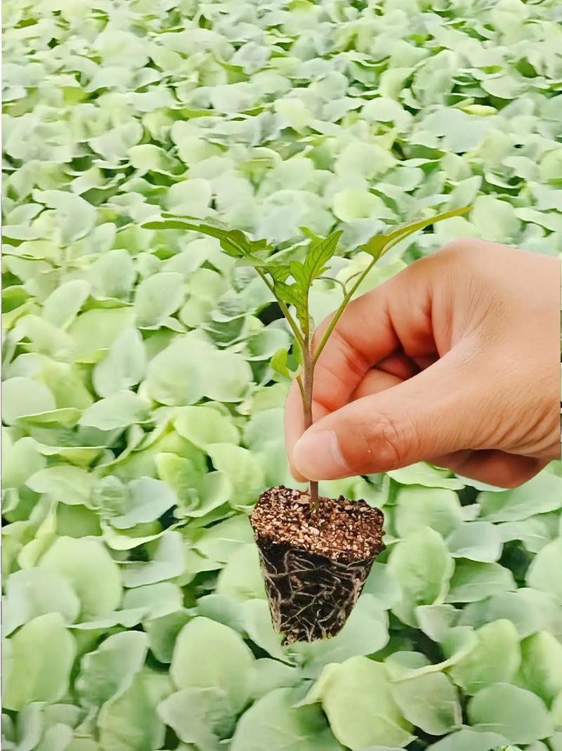 腌青番茄怎么做_酸甜番茄秧苗怎么种植视频 腌青番茄怎么做_酸甜番茄秧苗怎么种植视频 番茄病虫害防治