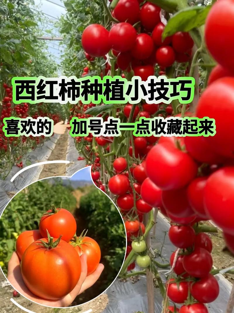 番茄管理和种植方法_番茄怎么种植技巧图解视频 番茄管理和种植方法_番茄怎么种植技巧图解视频 植物种类