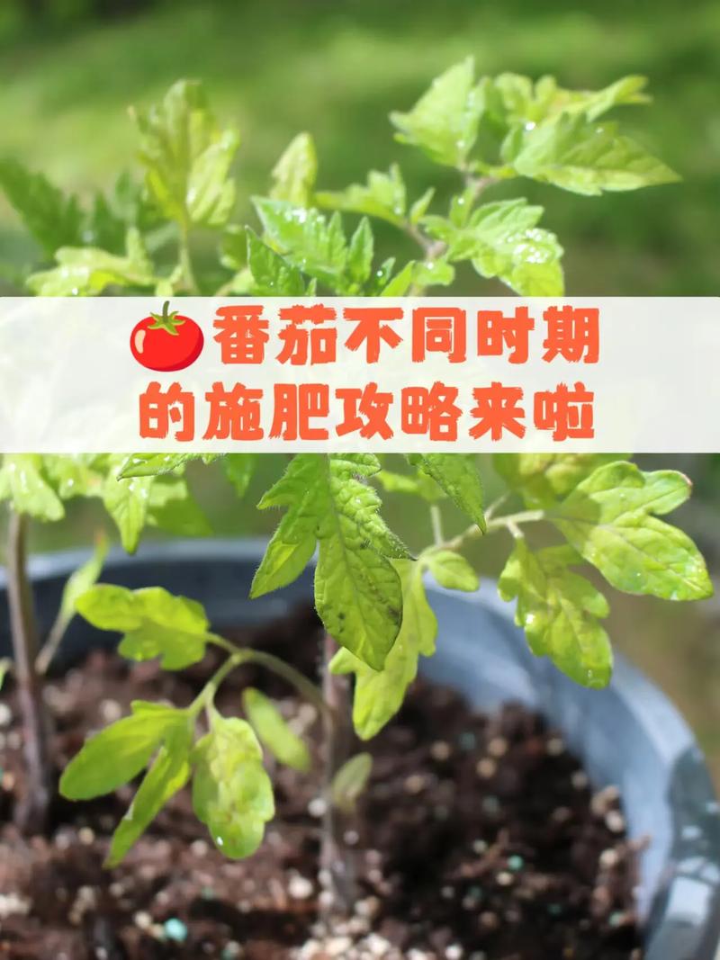 西红柿的种植与施肥和浇水_种植番茄要怎么施肥呢 西红柿的种植与施肥和浇水_种植番茄要怎么施肥呢 番茄种植技巧